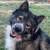 Remohing Male Husky 1 thumbnail