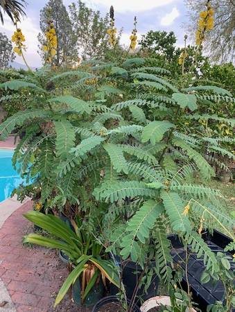 Large Flowering Buttered Popcorn Cassia Didymobotrya Rooted Tree Plant 1