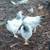 Breeding Trio of Light Braham Chickens  2 hens 1 rooster 3mons old 8 thumbnail