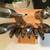 CHICAGO CUTLERY 12 piece knife block set. LIKE NEW Slightly used. 6 thumbnail