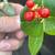 Berry ??? 3 thumbnail