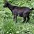Nigerian Dwarf Goats 9 thumbnail
