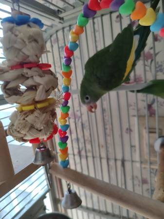 2 BB Parrots (Blanchester)63967977224962121