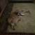 A gizmo 1 thumbnail