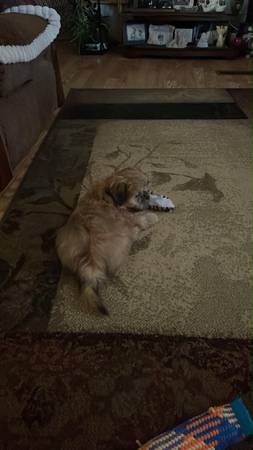 A gizmo 1
