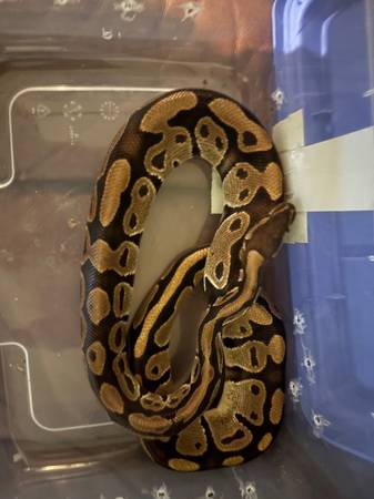 Snake for sale 1