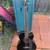 Ibanez acoustic / electric bass guitar 1 thumbnail