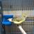 Song birds, canaries, java finch &  gouldians to re-home 7 thumbnail