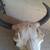 American Bison Buffalo Skull with a 13 inch wide horn spread 4 thumbnail