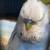 English budgies 2 thumbnail
