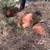Large Red Landscape Boulders – Cash or Trade 4 thumbnail
