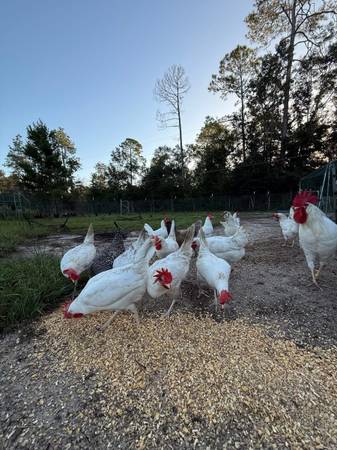 White leghorns Hens 1