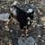 8 month old tri-color mini LaMancha buckling 1 thumbnail