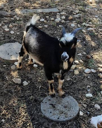 8 month old tri-color mini LaMancha buckling 1