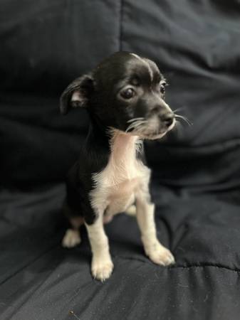 Tiny pups 1