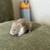1 Month-Old Syrian Hamsters (Teddy Bear) 🐹 - $30 (La Jolla) 21 thumbnail