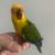 Sun Conure baby parrot 5 thumbnail