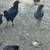 Chickens 2 thumbnail