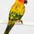 BABY SUN CONURE ** 3 MONTHS OLD HAND FED & VERY FRIENDLY ** 1 thumbnail