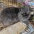 Rabbits and Hutches 6 thumbnail