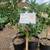 Valley Lemon Trees - 2 Feet Tall - Over 50 Citrus Varieties in stock 10 thumbnail
