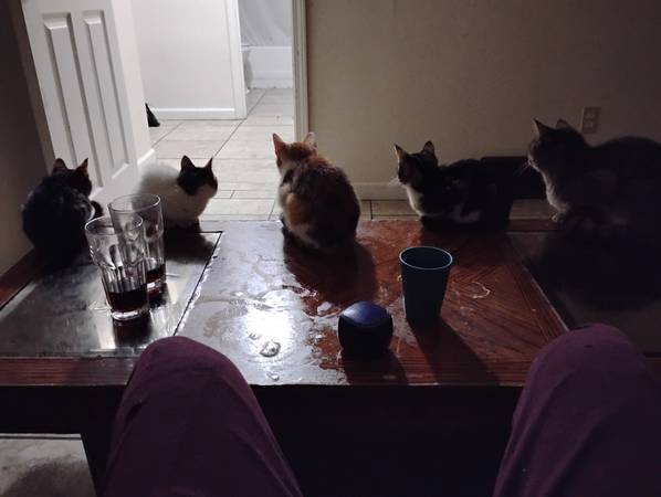 I'm giving 5 cats away and need some one to get them 1