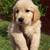 Retriever pup, playful, social, and perfect family 6 thumbnail