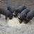Berkshire Piglets 18 thumbnail
