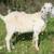 13 Fullblood registered Savanna doelings 9 thumbnail