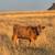 Mid-sized A2A2 Jersey Cow 6 thumbnail