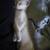 Pure white kitten 4 thumbnail