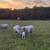 Sheep - Katahdin 4 thumbnail