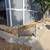 Yard clean up, fence work, landscape, and painting. 2 thumbnail