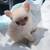 Chihuahuas 1 thumbnail