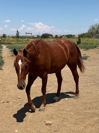 2yo AQHA gelding - farm & garden - by owner - sale - craigslist