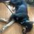 Missing Dog 1 thumbnail