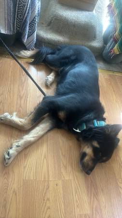 Missing Dog 1