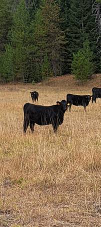 Steer Calves 1