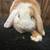 PEDIGREED HOLLAND LOPS 6 thumbnail