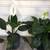 SPATHIPHYLLUM (PEACE LILY) 3 thumbnail