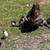 Chicks! 1 thumbnail