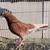 Roller pigeons 1 thumbnail
