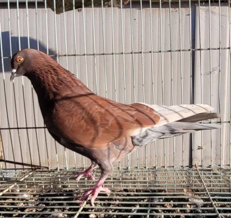 Roller pigeons 1