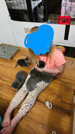 5 week old kittens (Bristol)63941349528194120