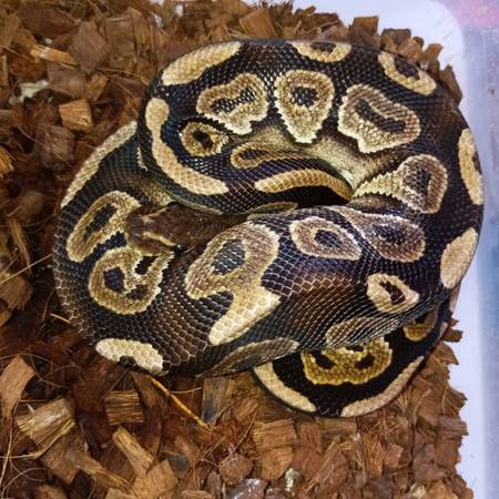 Pythons 1