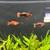 Platy fish 4 thumbnail