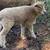 Registered Leicester Longwool rams lambs and yearlings ewes 5 thumbnail