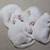 Flame Point Siamese kittens 6 thumbnail
