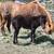 Miniature horses 2 thumbnail