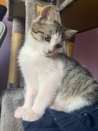 Kittens Available for Adoption (Silver Spring/Colesville Area)64673585638785122